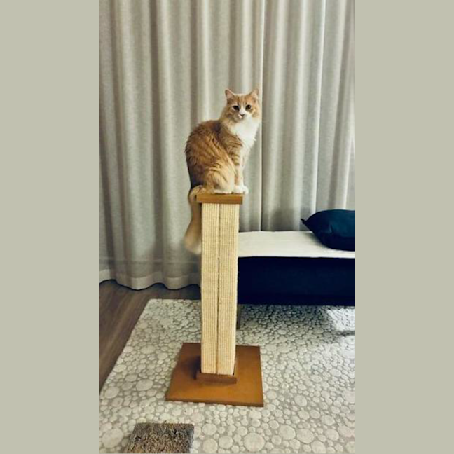 Photo of Marshmallow