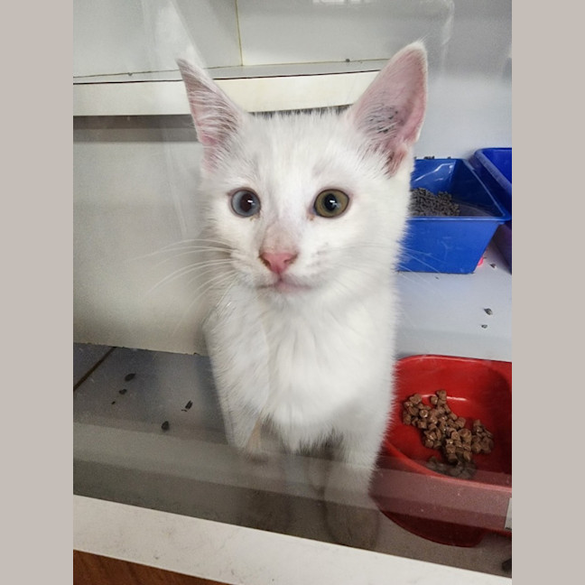 Photo of Avalanche, Frost And Snowy