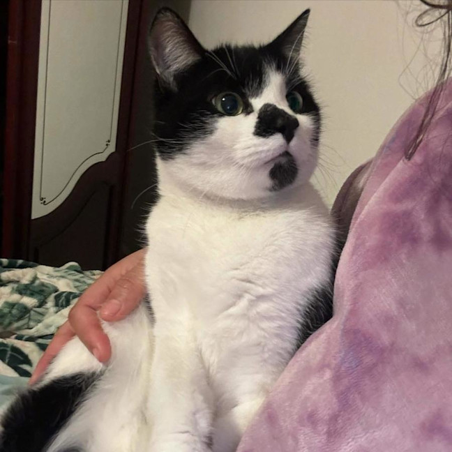 Photo of Apolo