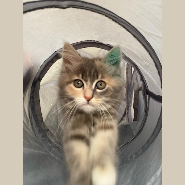 Photo of Milli