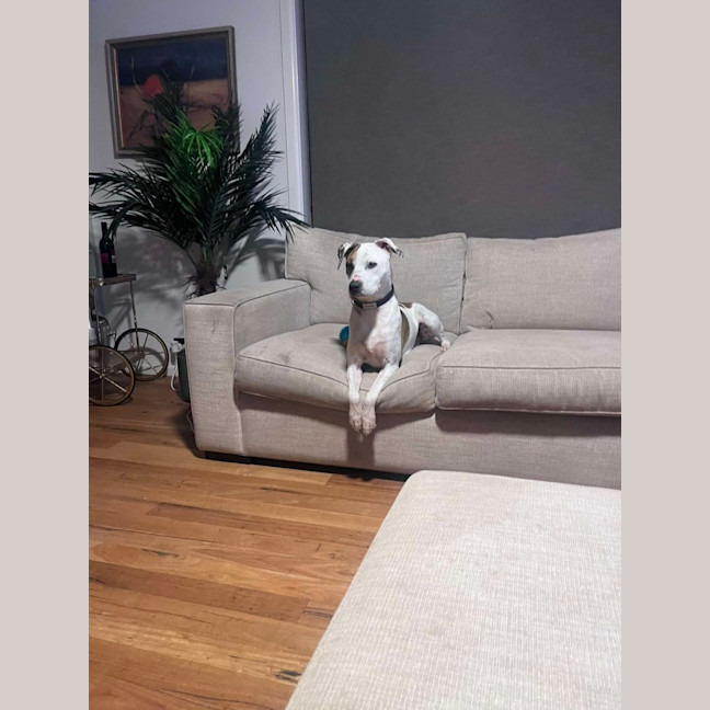 Photo of Penny