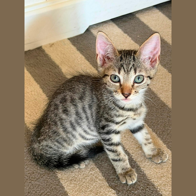 Photo of Jett 