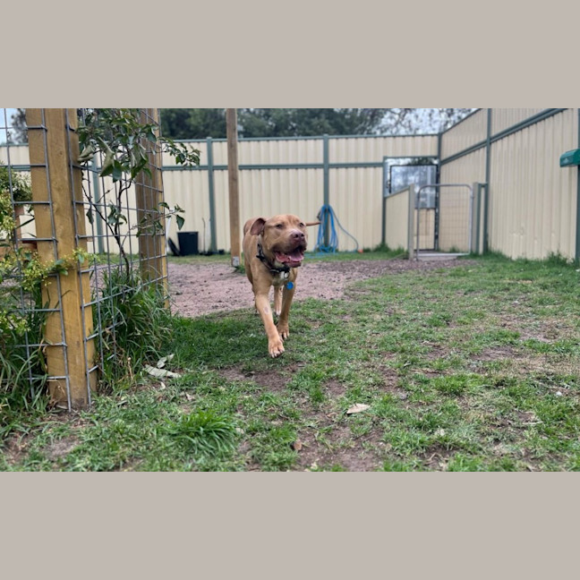 Photo of Boo