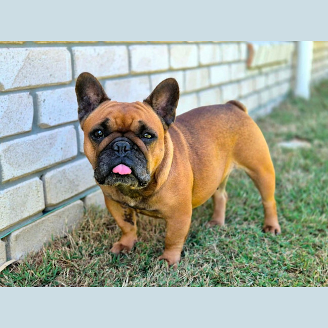 Photo of Amber