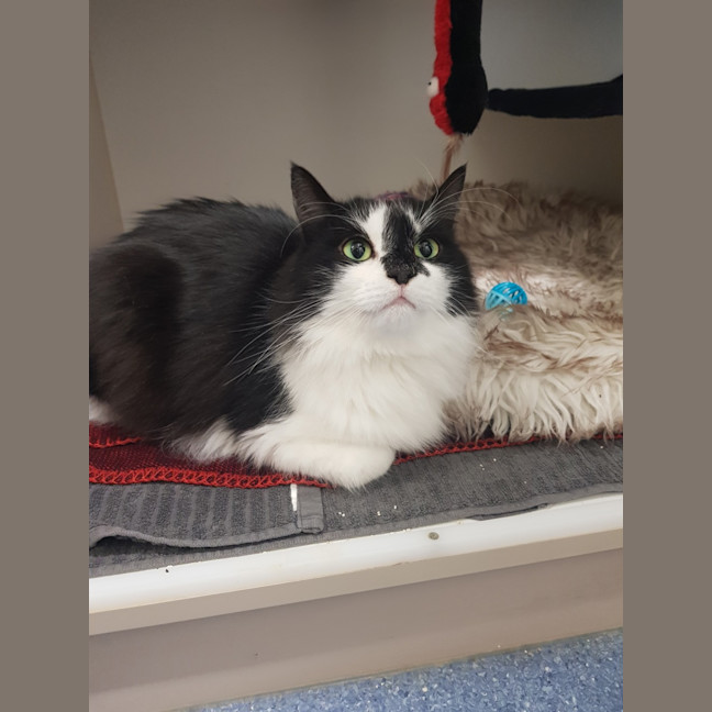 Photo of Callie