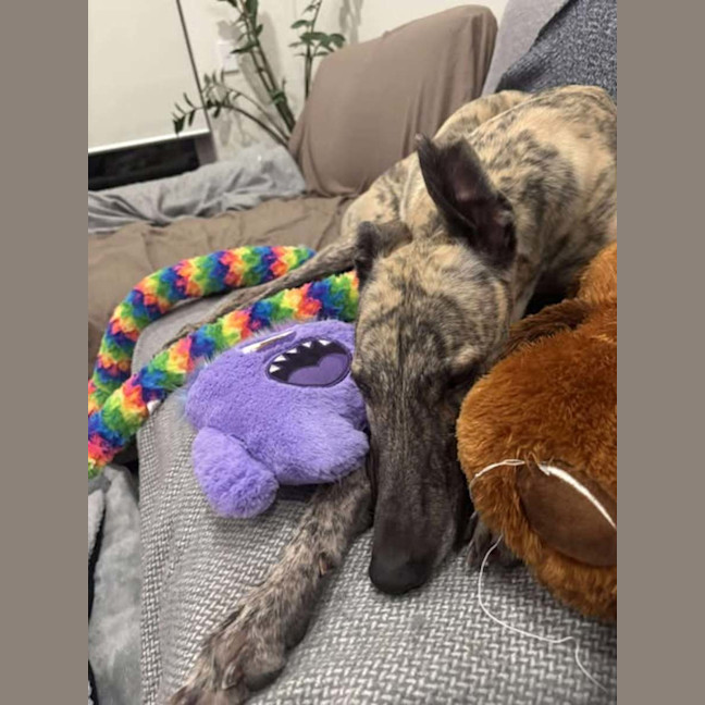 Photo of Dee Dee, The Greyhound