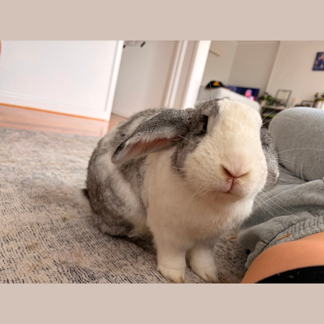 Photo of Alfie