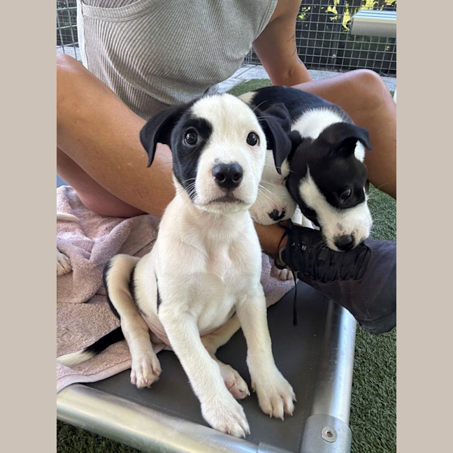 Photo of D1222 Lipton