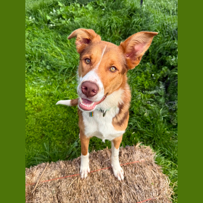 Photo of Jett