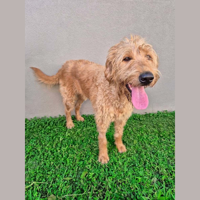 Photo of Tiki