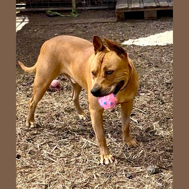 Photo of Tyson