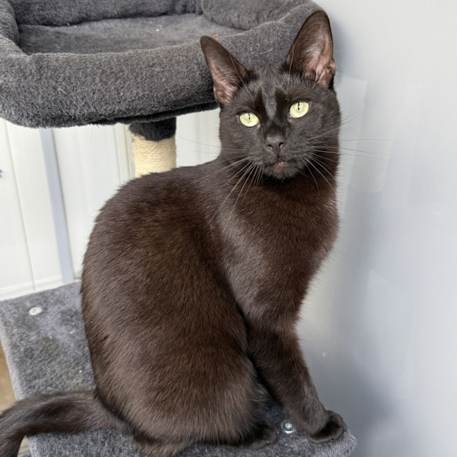 Photo of Cinder