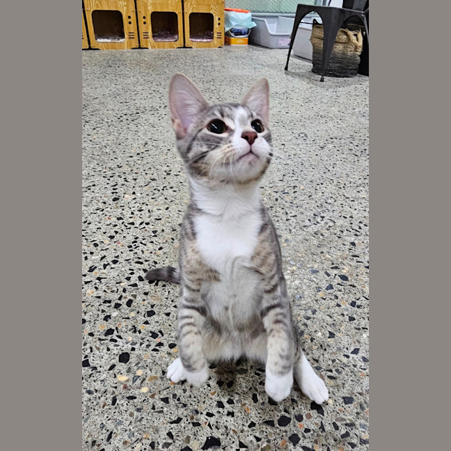 Photo of Mister