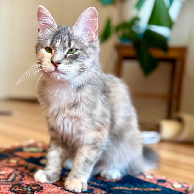 Photo of Dimity   In Foster Caer In Brunswick East