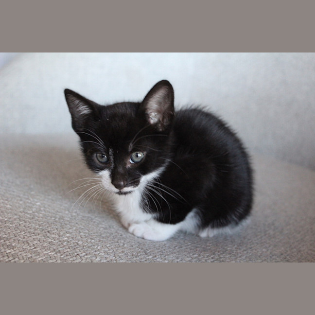 Photo of Winston