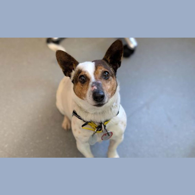 Photo of Otis