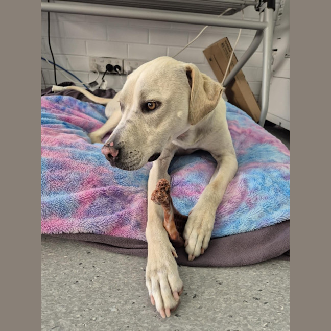 Photo of Ranger! ☮️🕊