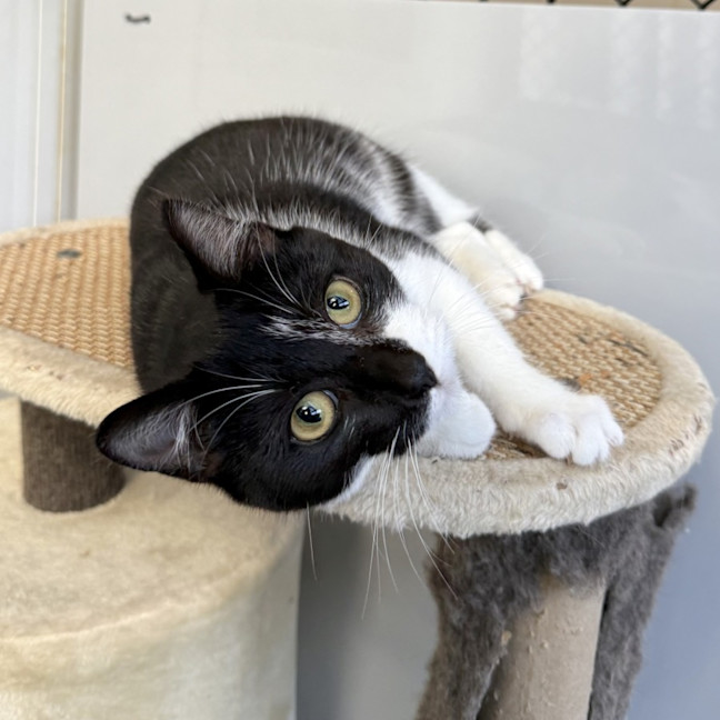 Photo of Shiloh