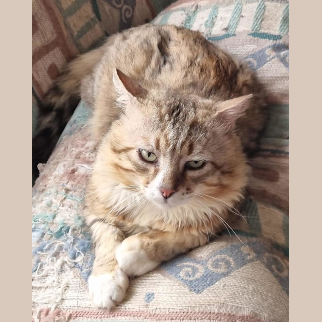 Photo of Lynx