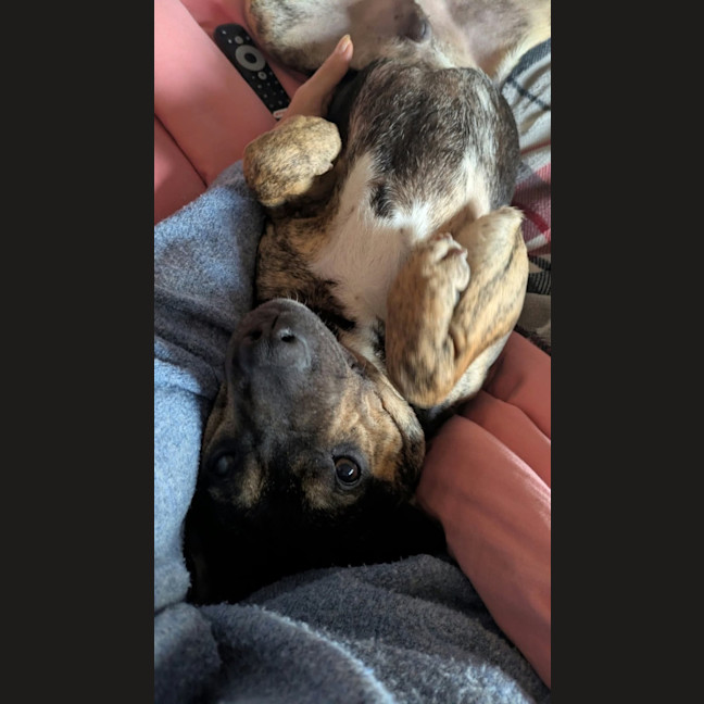 Photo of Shadow