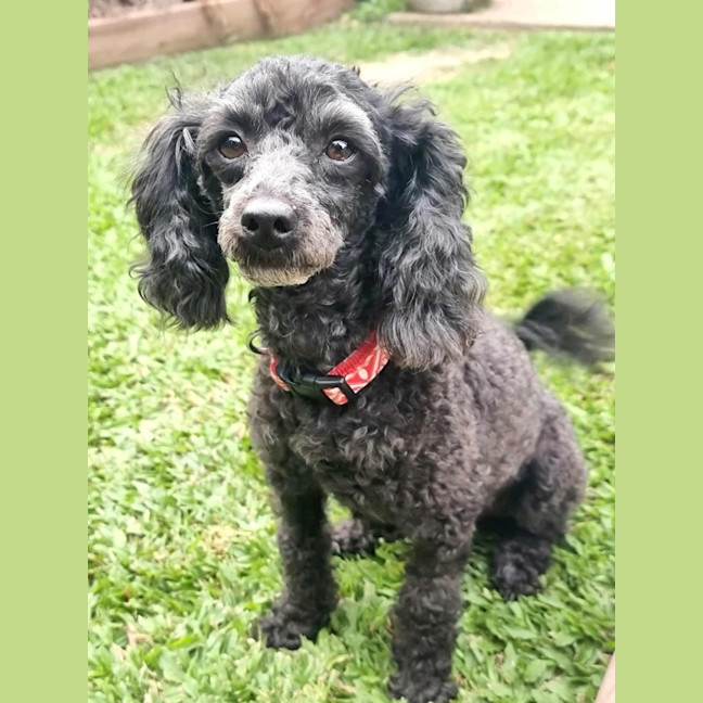 Photo of Boof And Cookie