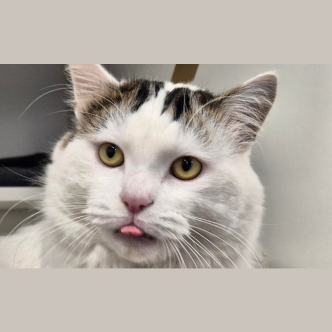 Photo of Ziggy