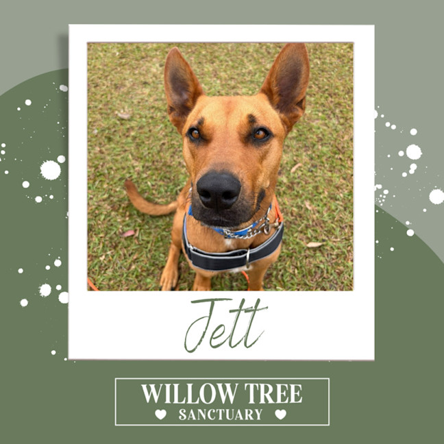 Photo of Jett