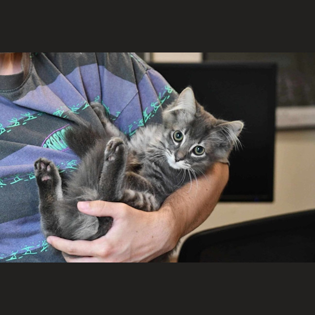 Photo of Velcro And Blu Tac