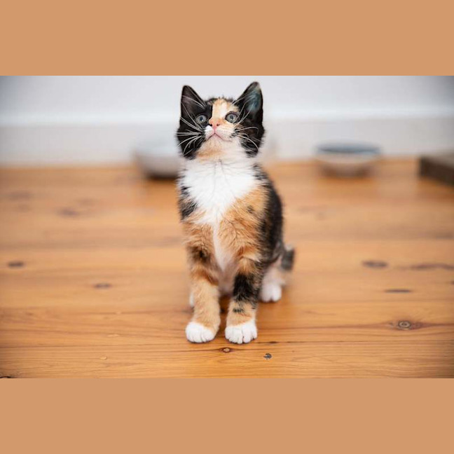 Photo of Nugget