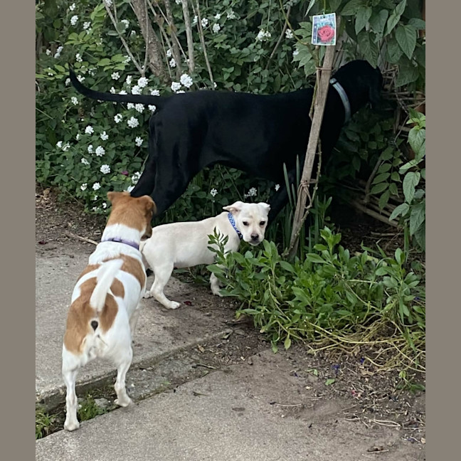Photo of Banksy