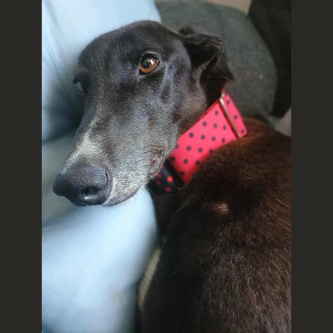 Photo of Alfie, The Greyhound