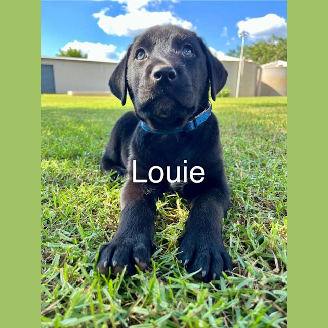 Photo of Louie