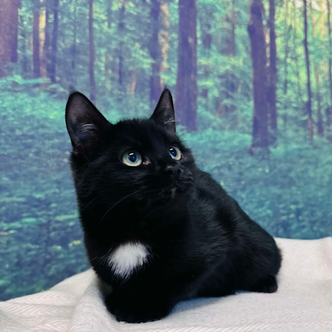 Photo of Skye   Located In Preston