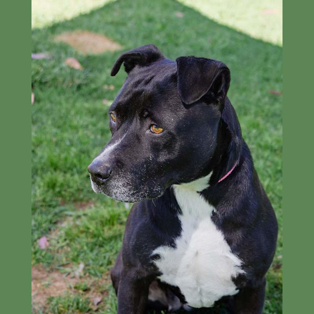 Photo of Koda