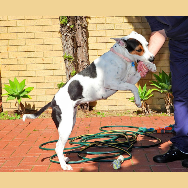 Photo of Lola (Was Honey)