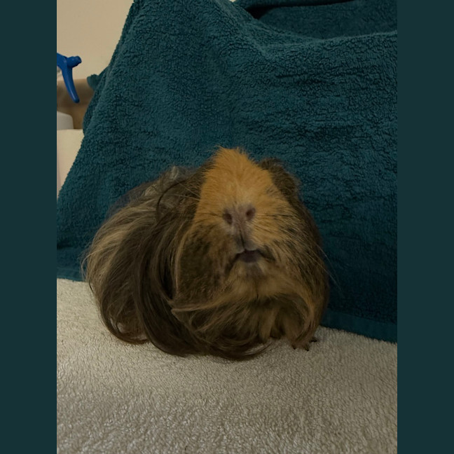 Photo of Shaggy