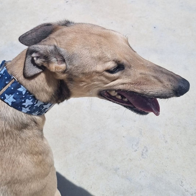 Photo of Oakie The Greyhound