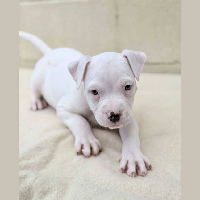 Photo of Whisper