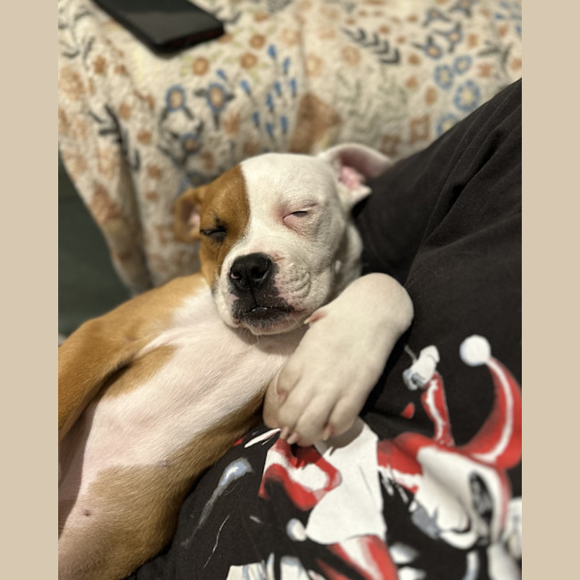 Photo of Mango   12 Week Old American Bulldog X