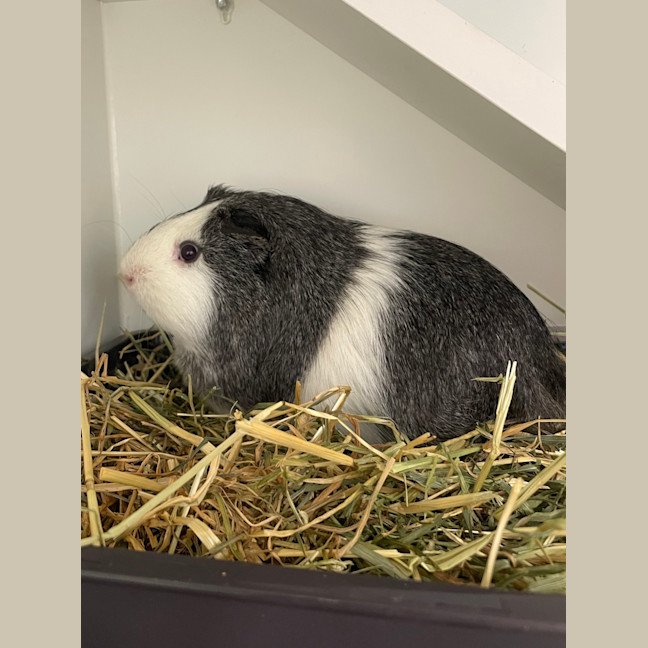 Photo of Babylon (Bonded To Artemis)