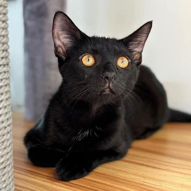 Photo of 11838   Indigo