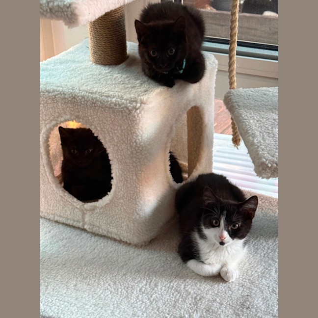 Photo of Azalea Meet Me At Petstock Chelsea