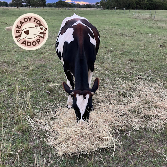 Photo of Bessie & Beatrice