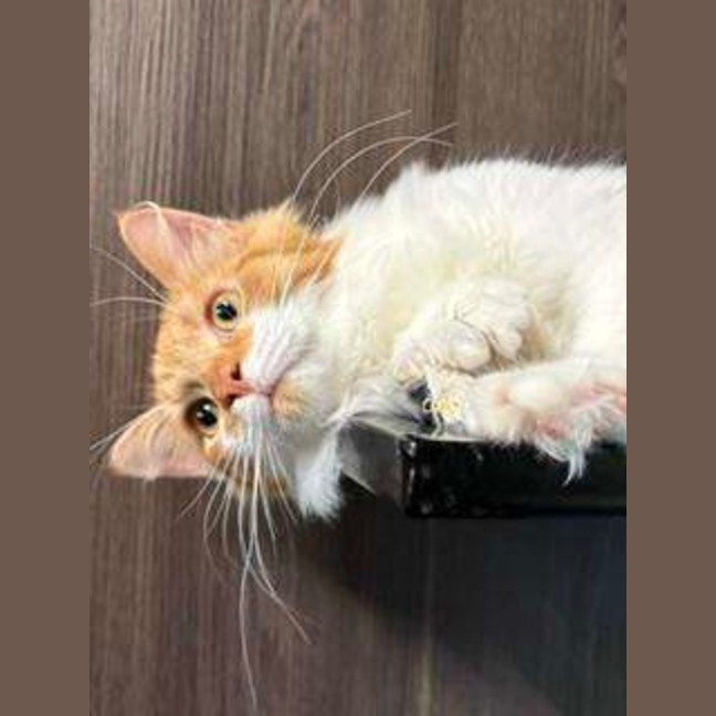 Photo of Oliver