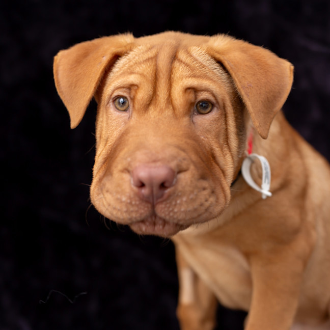 Photo of Jedi