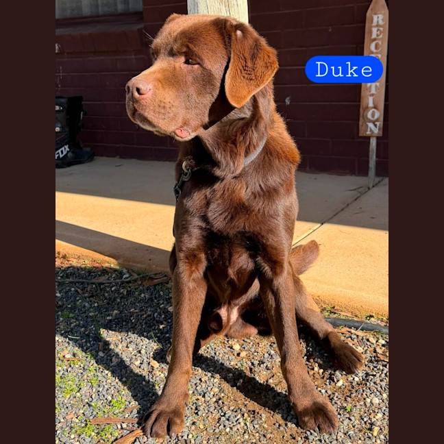 Photo of Duke