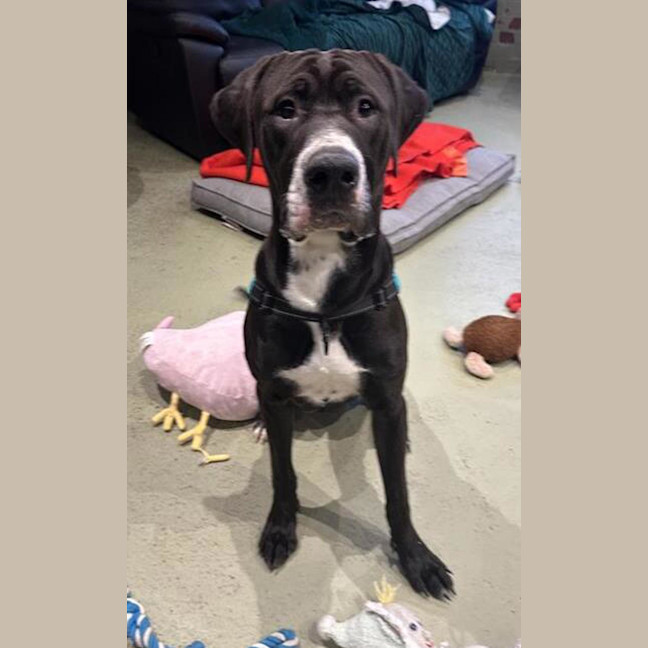 Photo of Knox