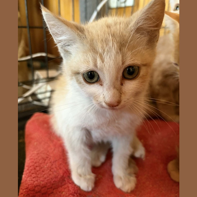Photo of Otis 