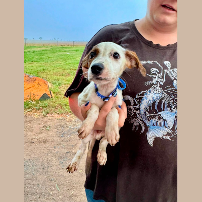 Photo of Thunder *$350 Adoption Fee* 