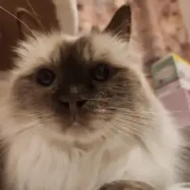 Photo of Mocha